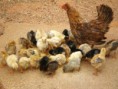 Pintainhos de 2 dias